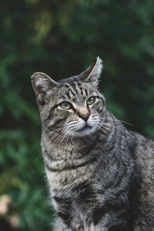 a striped cat staring at soing with blurry background