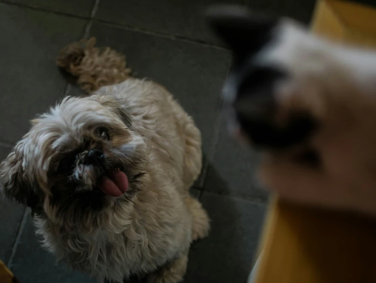 a dog sits on the floor and licks his paw