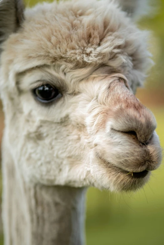 the white lama has a fluffy face and long hair