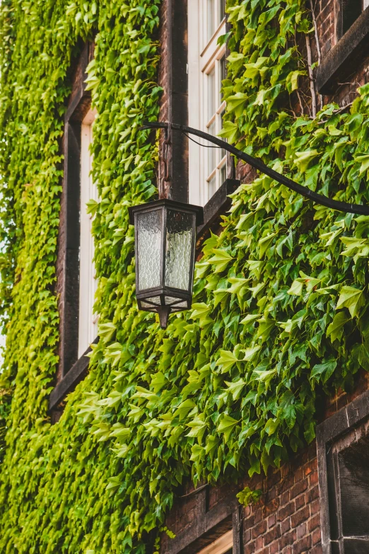 an old fashioned lamp on an urban ivy covered building