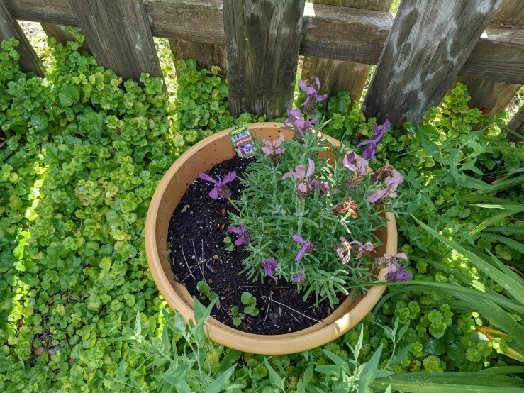 a plant pot that has purple flowers in it