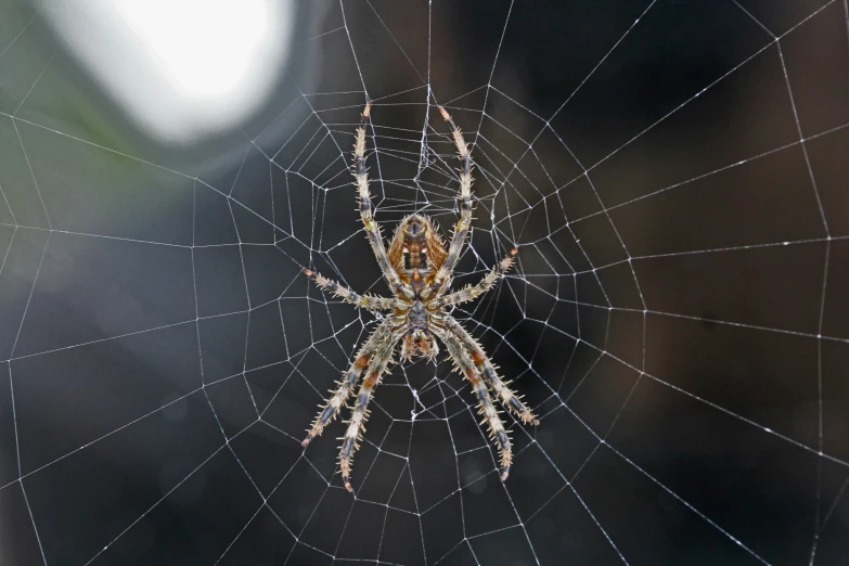 a spider is perched in the center of its web