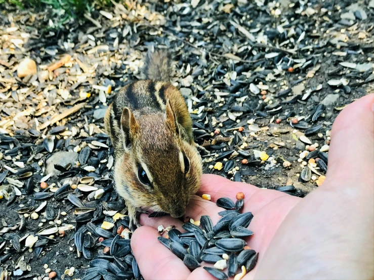 a small chipper eating seeds from someone's hand