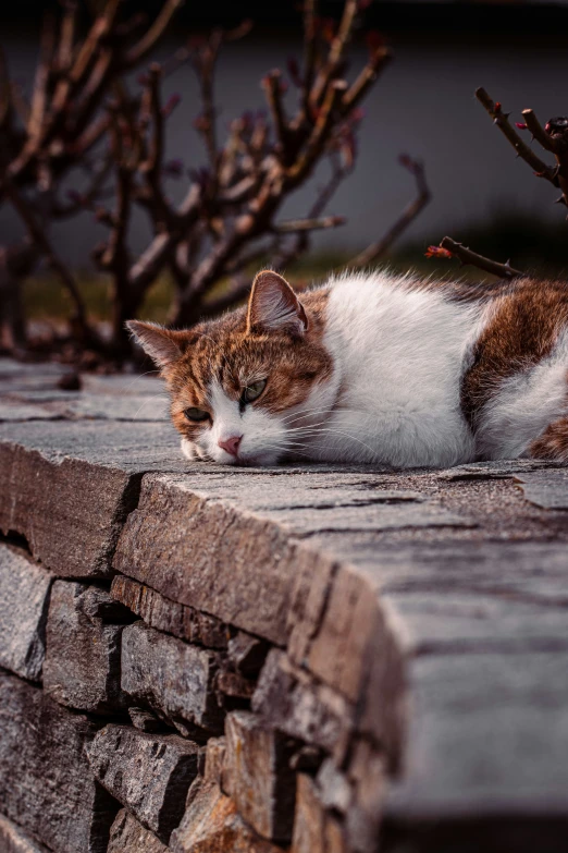 a cat lays on the ground between two trees