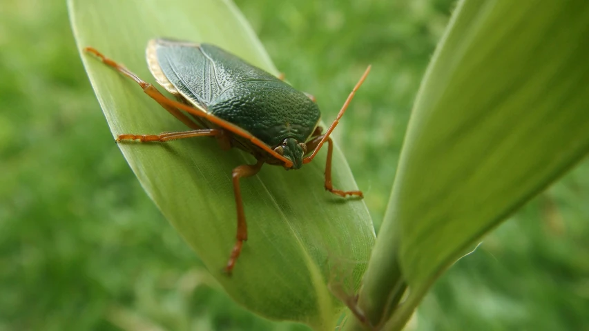a green bug resting on a leaf