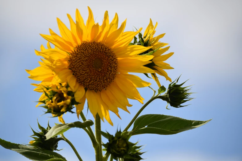 large sunflowers, with one yellow in bloom, are on a sunny day