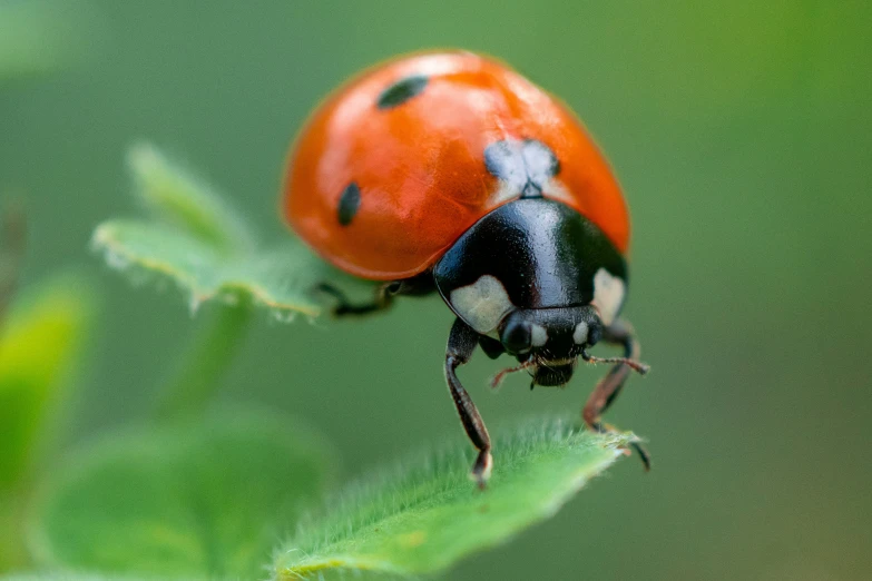 a ladybug on a leaf with green leaves