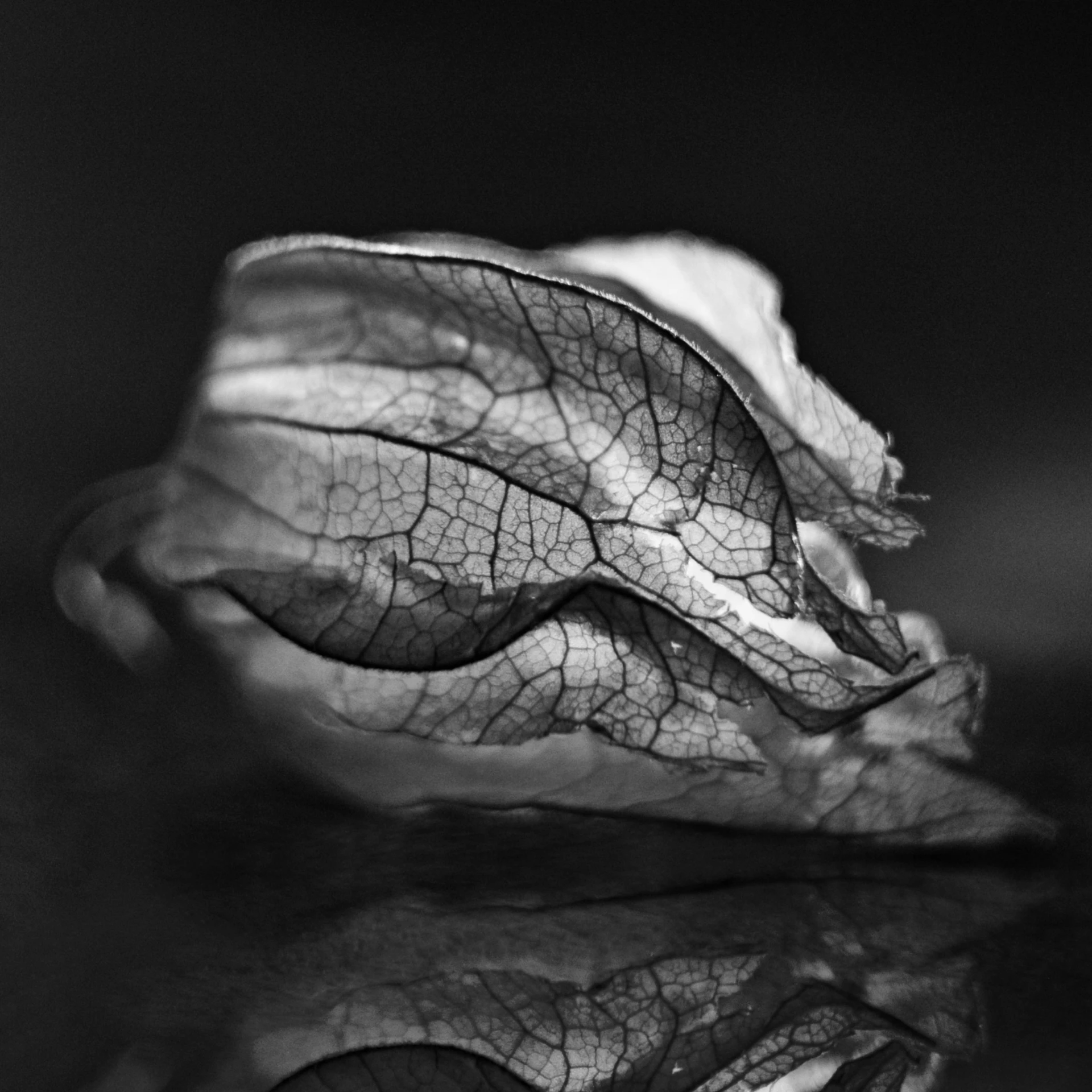 a plant leaf is seen against a black background