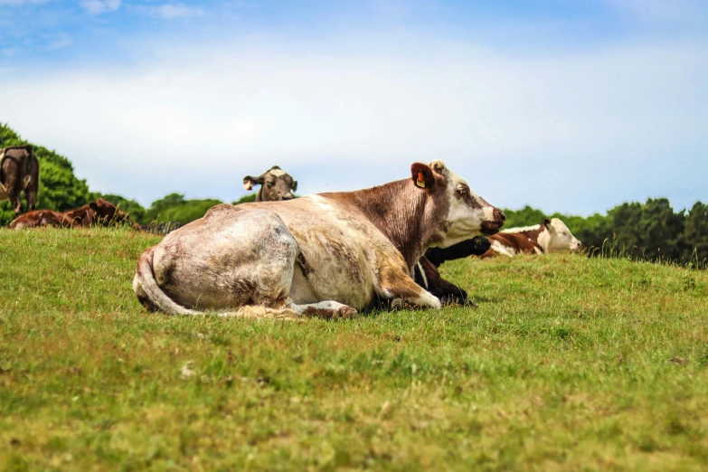 an image of cows sitting in the grass