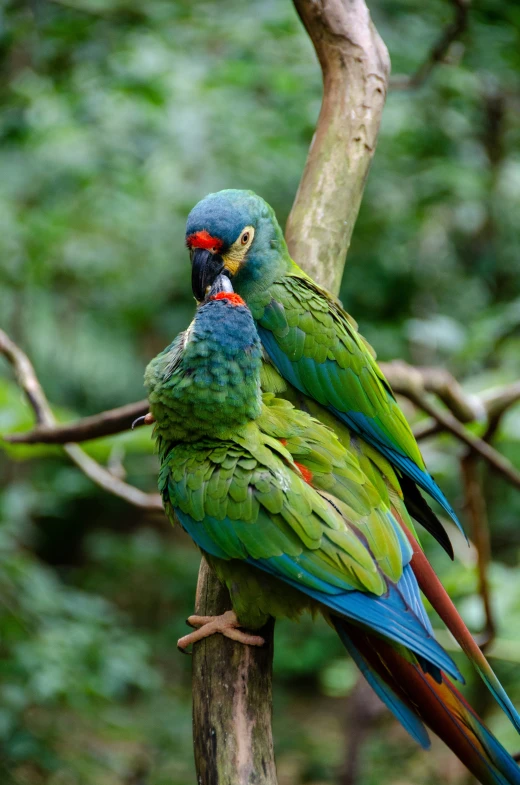 two colorful parrots standing together on a nch