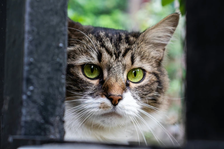 a close up of a cat behind a fence