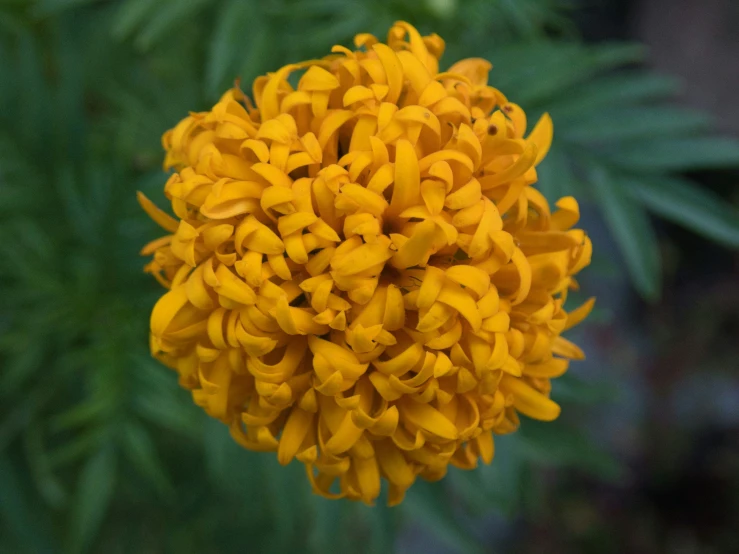 a close up of a yellow flower on a tree