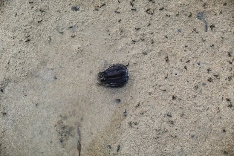 a group of little birds walking around in the sand