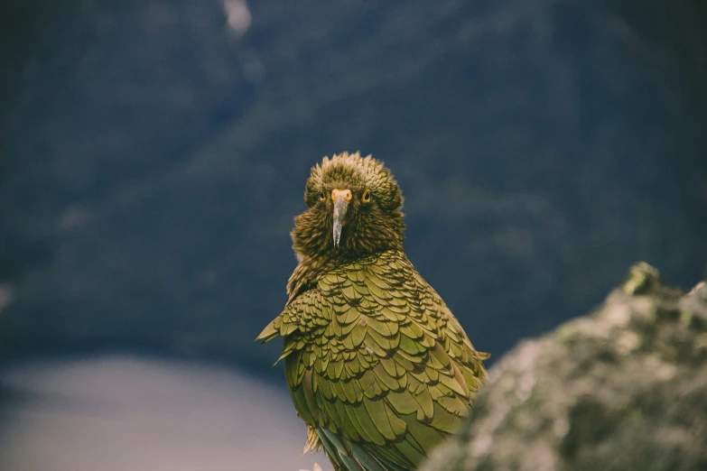 a very cute small green bird perched on a rock