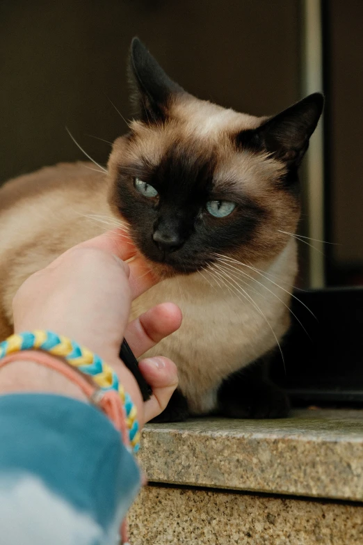 an oriental cat being held by a person