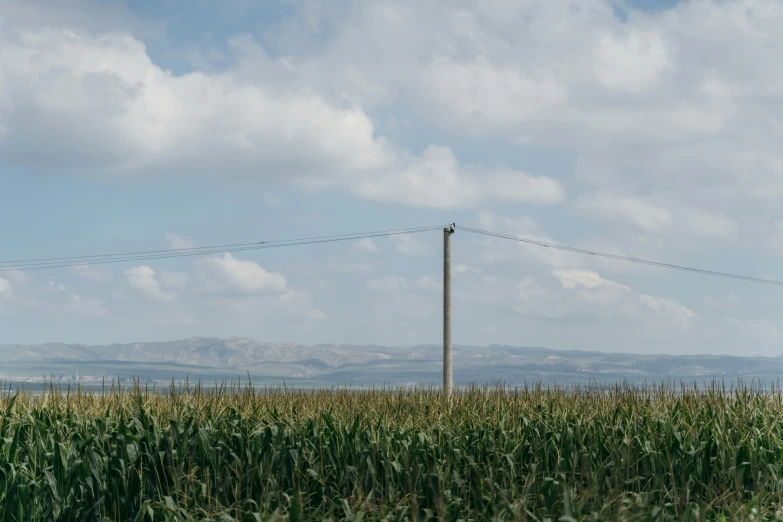 a field full of tall green grass with power lines in the background