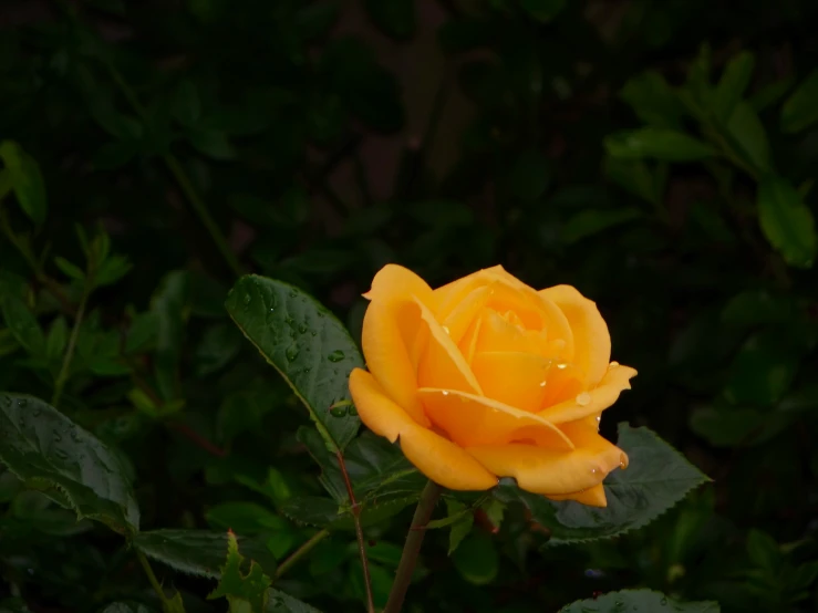 a single yellow rose with water droplets on it's petals