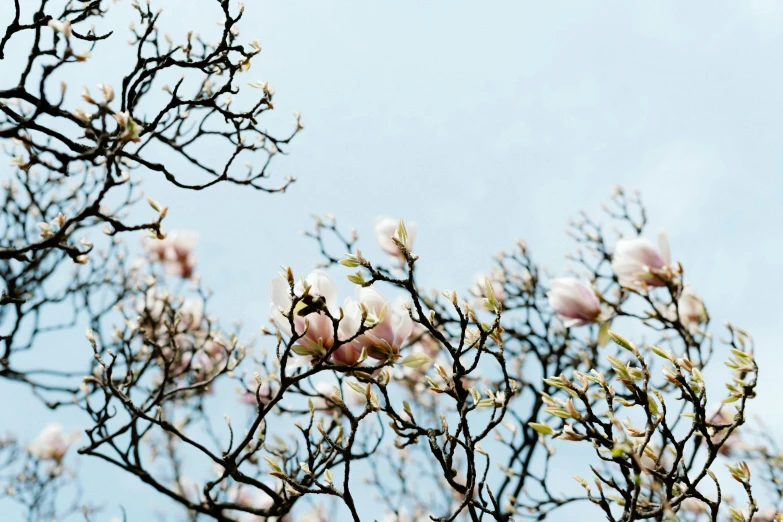 the nches of flowering trees against the blue sky