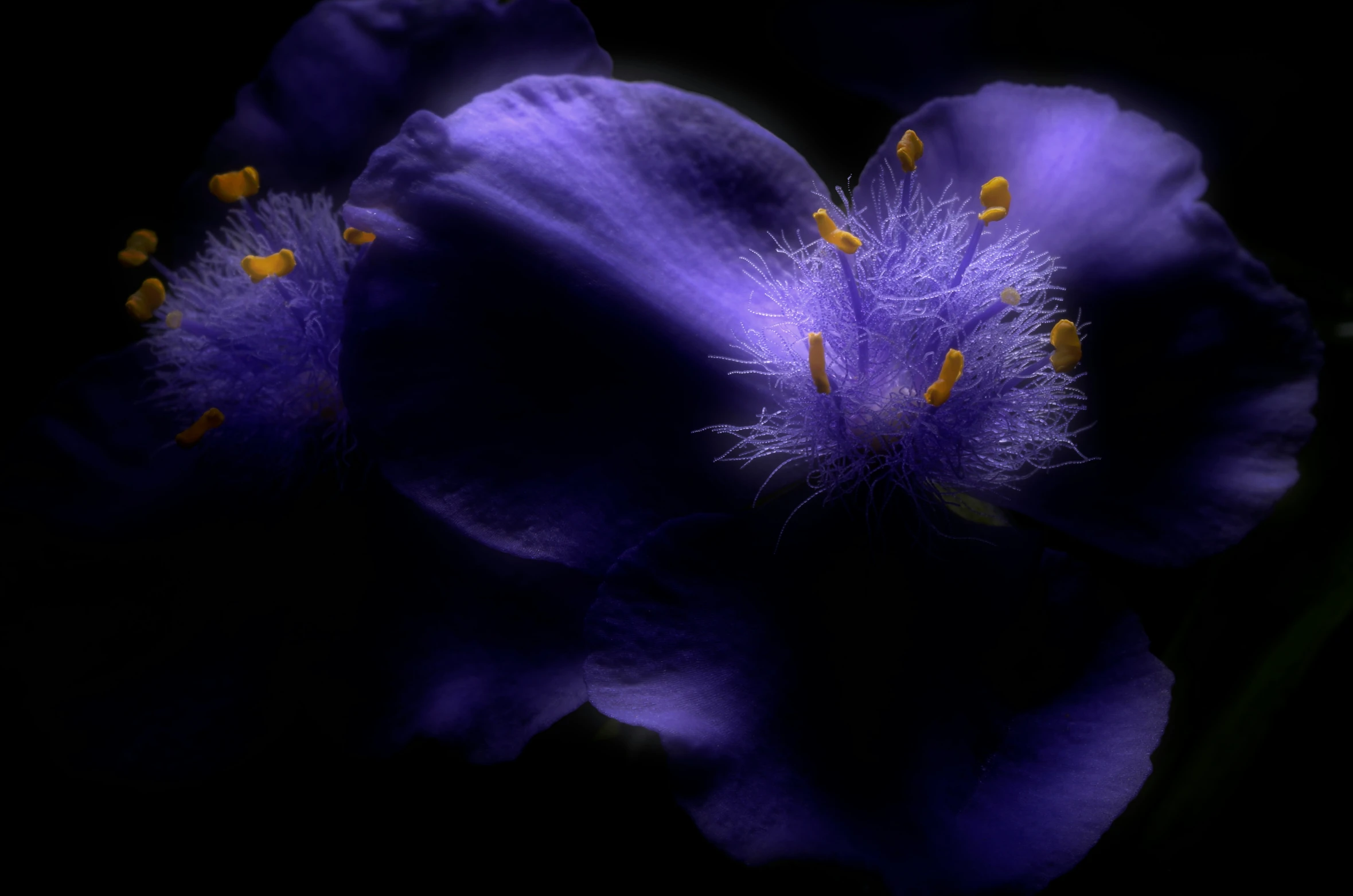 two large purple flowers that have yellow stamens on the petals