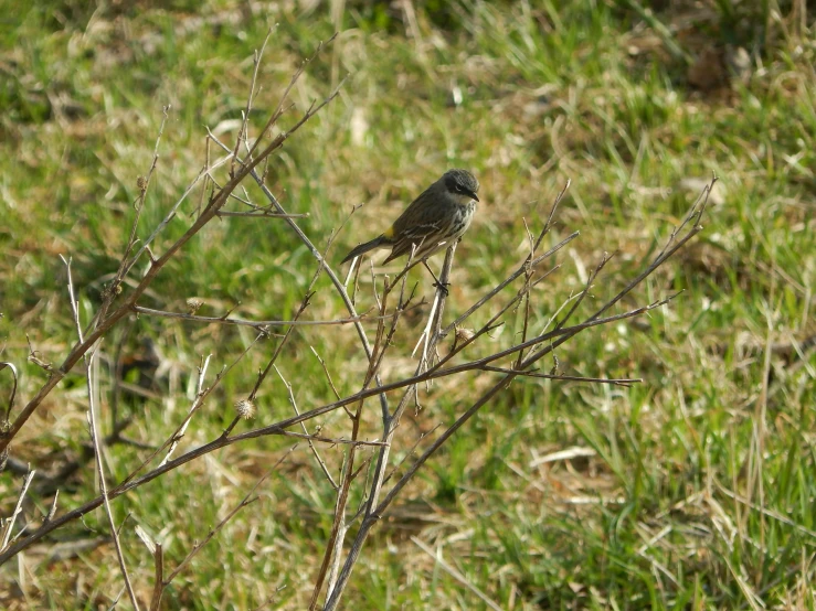 a bird sitting on a thin thin stem of a bush