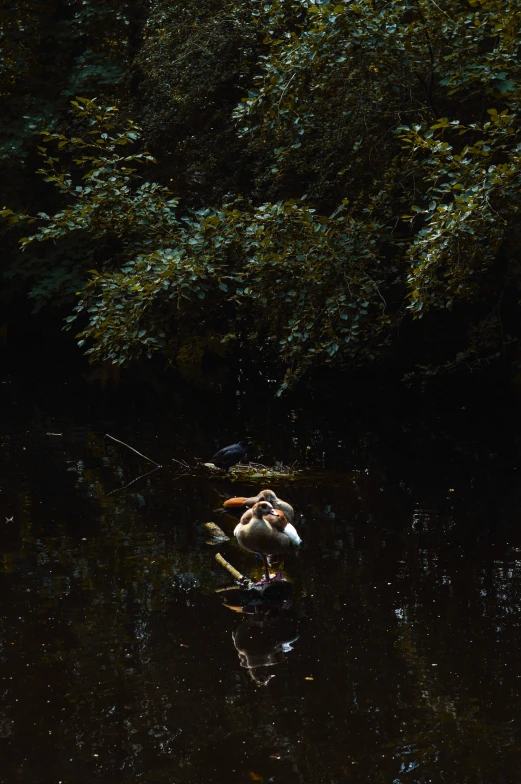 a couple of birds that are swimming in the water