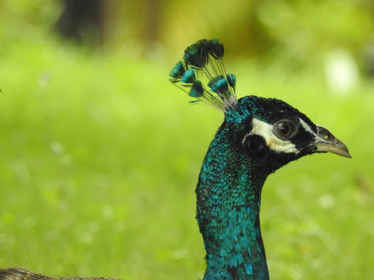 the peacock with a blue head is standing in grass