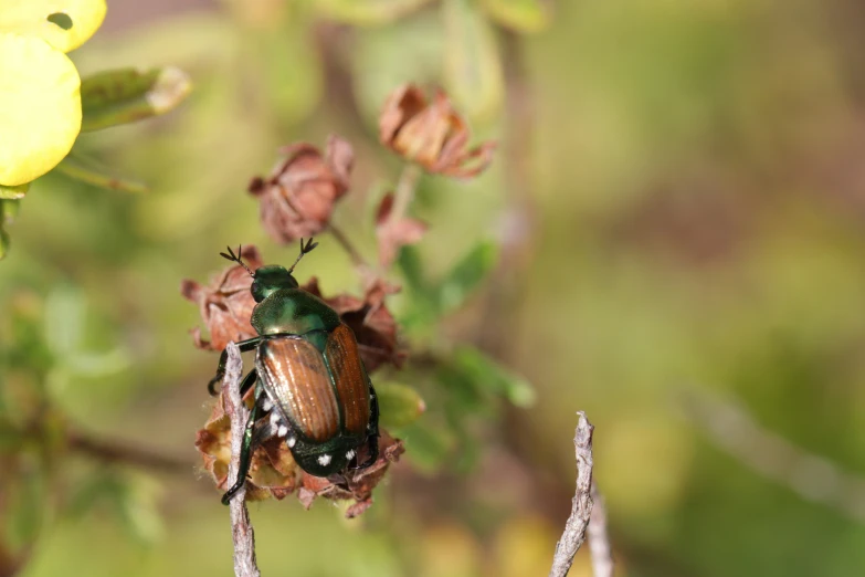 a bug that is sitting on a plant