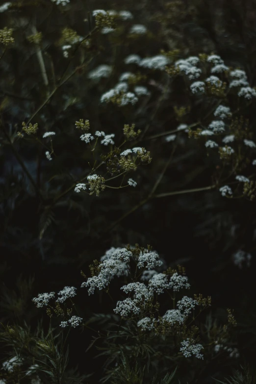 the background shows flowers and grass