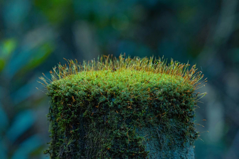 a close - up of some plants'textured shapes