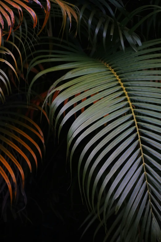 this image depicts a group of large leaves