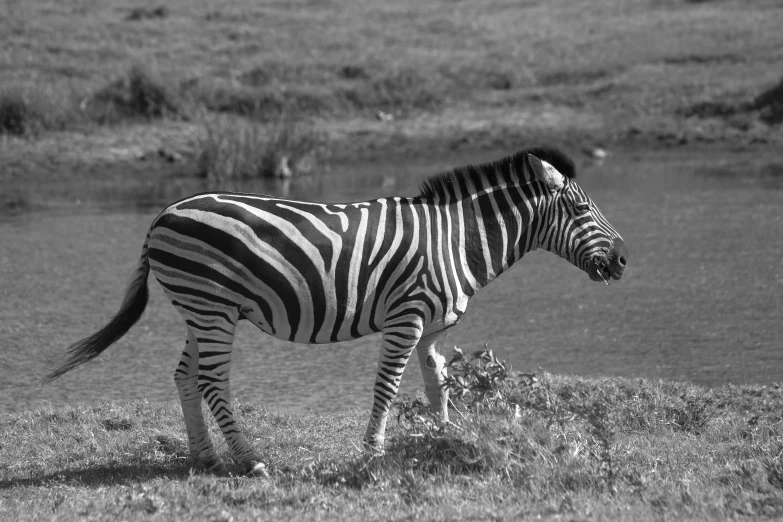 a lone ze standing in a field looking back