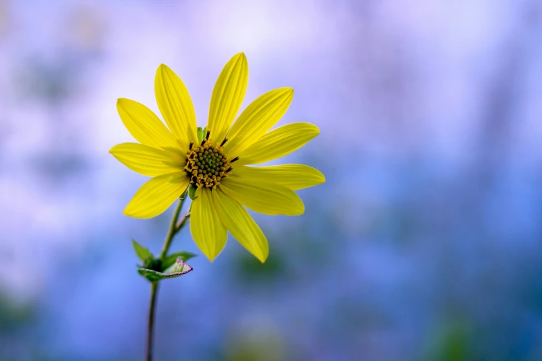 a large flower is sitting alone in front of a blue background