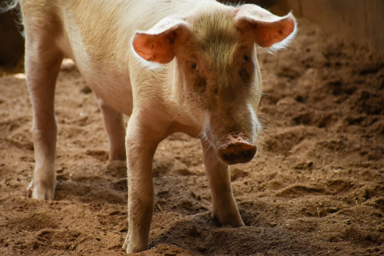 an infant pig standing in sand in its pen