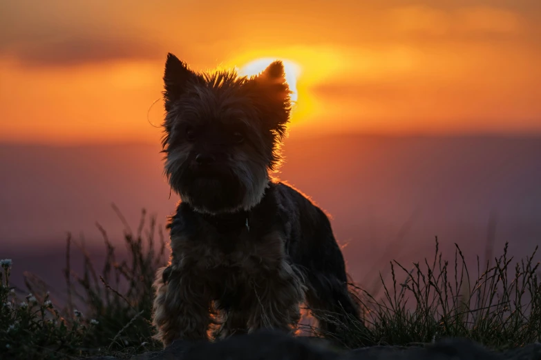 a dog standing in the sun on a field