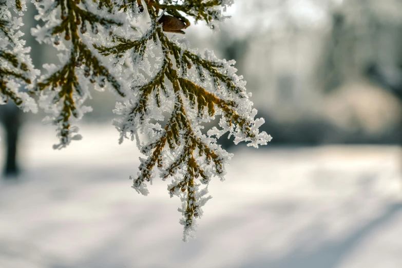 some snow hanging from a tree nch