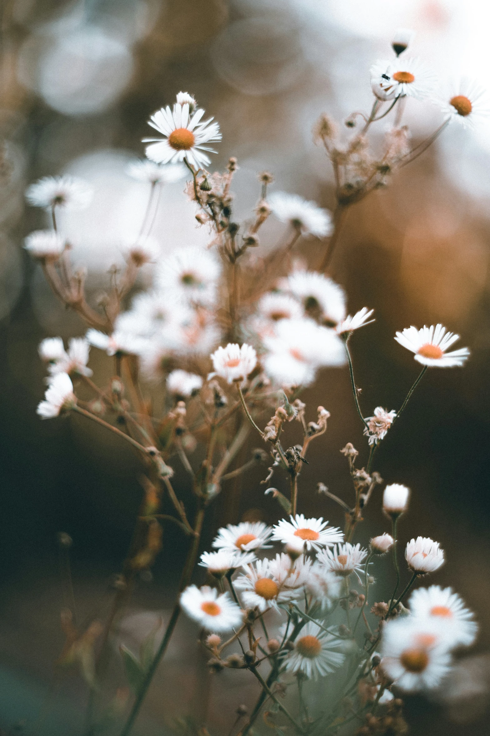 a field of white daisies next to brown foliage