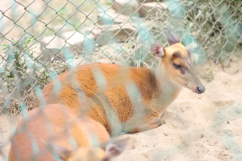 two antelope are in the sand and fence