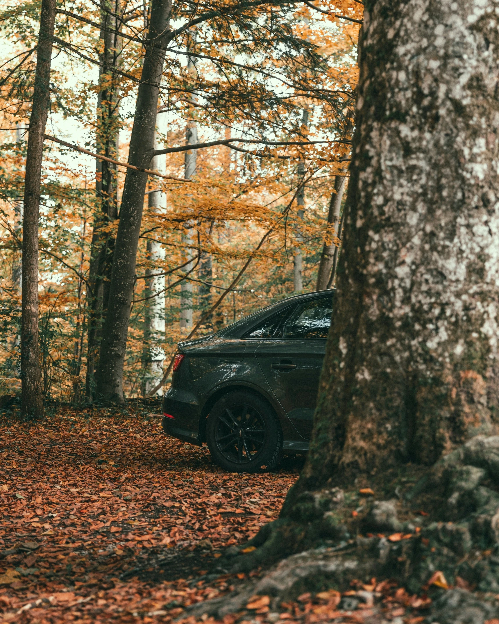 the car is parked in a wooded area