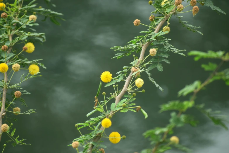 a nch with yellow flowers is shown in front of the water