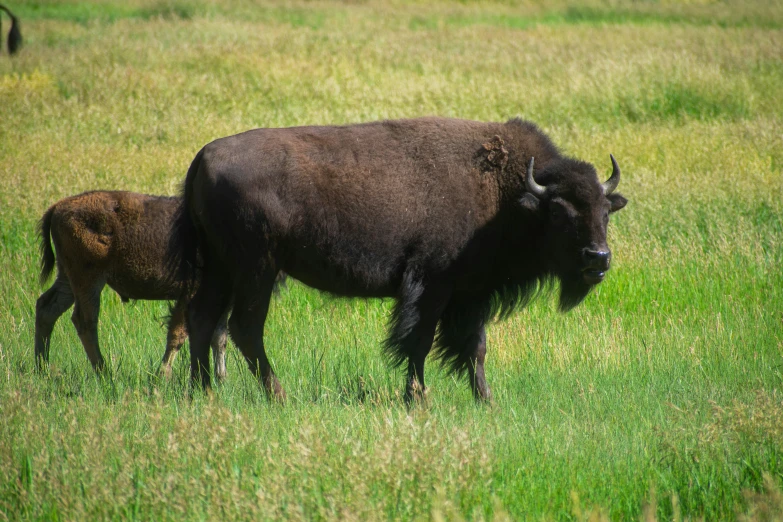 a mother bison is holding her baby in a meadow