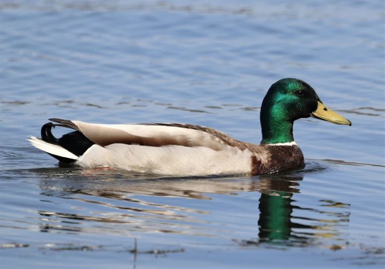 a duck is swimming across the water