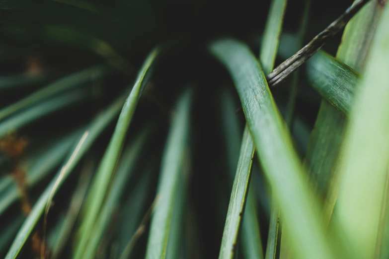 a close up view of grass with no leaves