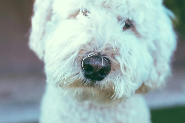 the small white dog has short fur and has an ear tag on it