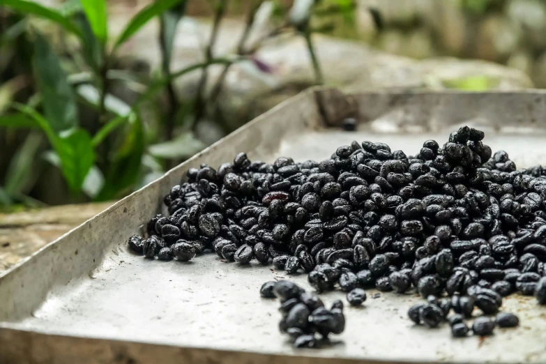 a tray of seeds in a garden in a sunny day