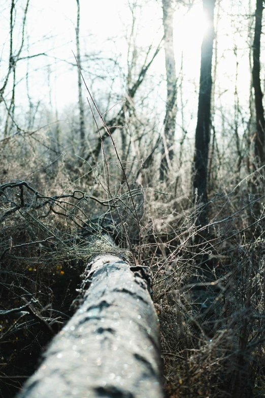 an up close s of a tree trunk in the woods