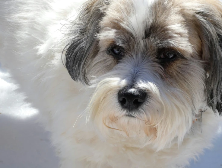 small dog standing outside in the snow in sunny day