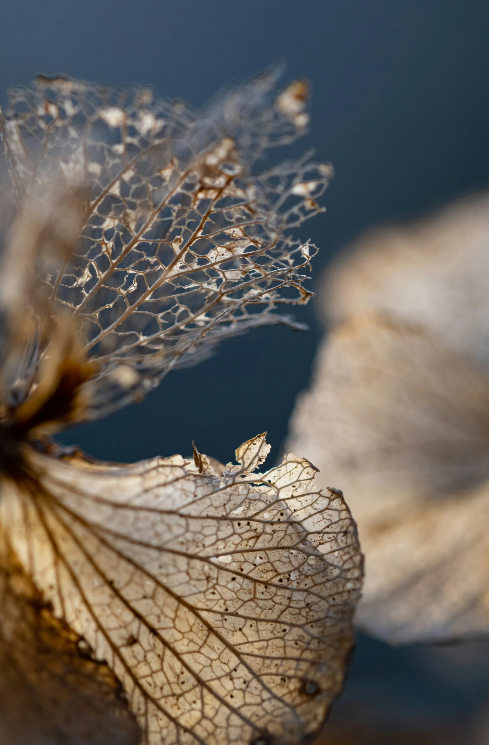 leaves sitting on top of each other on the surface