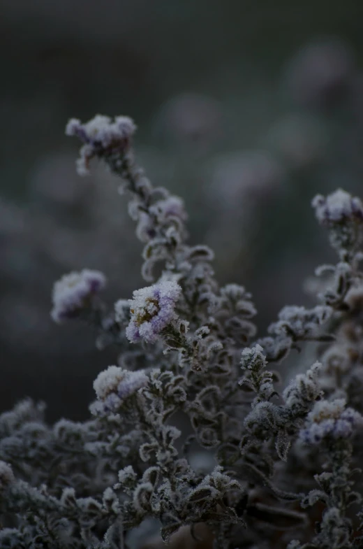 the top part of a plant is covered in lichen