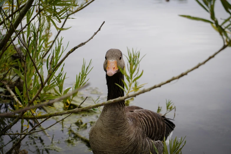 a goose is standing by some grass in the water