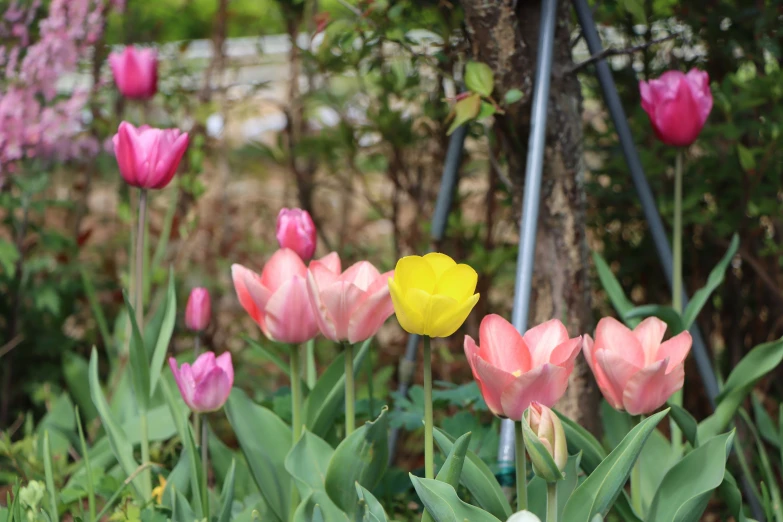 several pink and yellow flowers in a garden